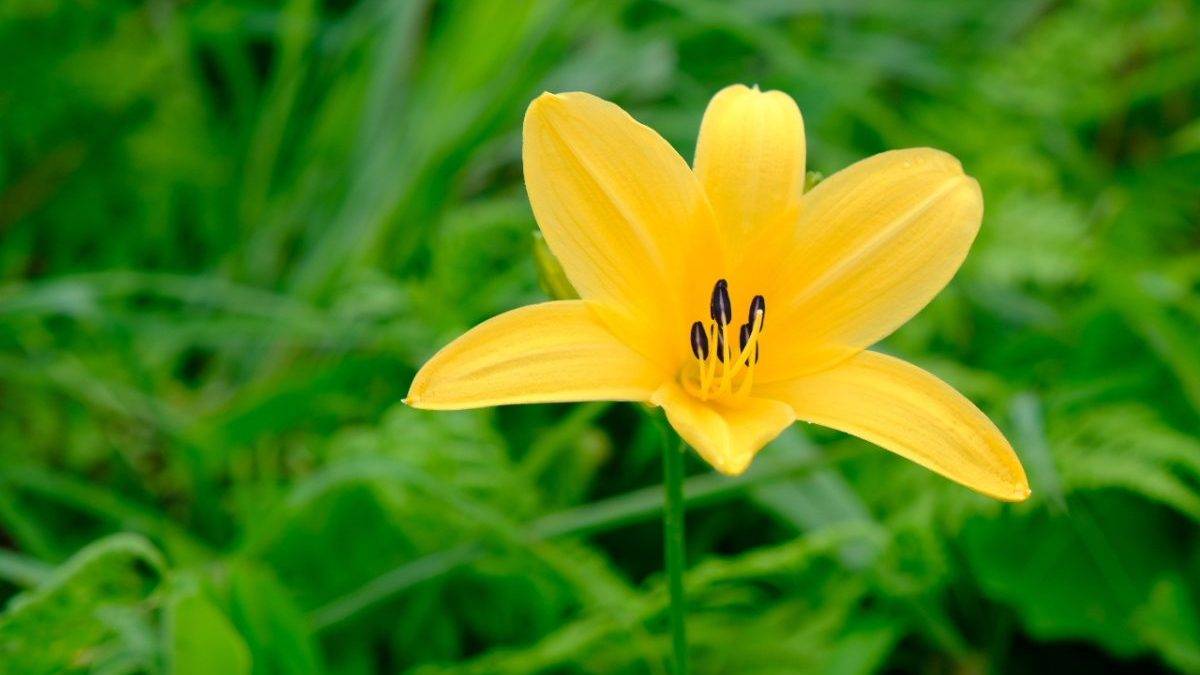 Single yellow lily flower with prominent black stamens against a green blurred background