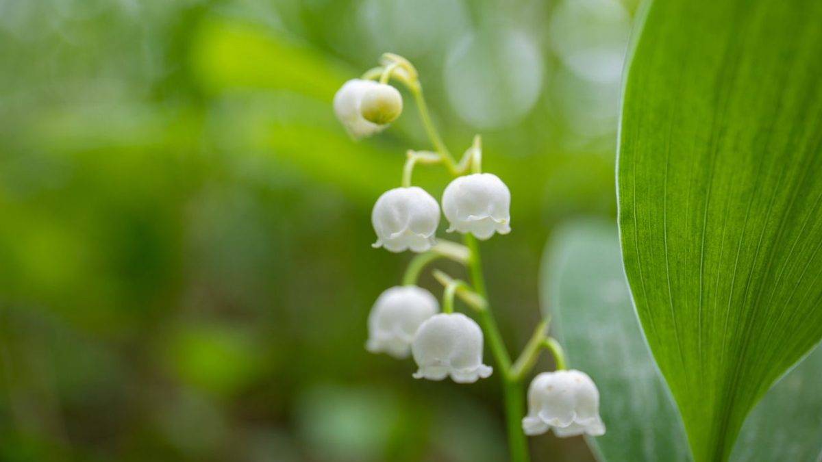 White lily-of-the-valley blossoms hanging from a slender stem with a large green leaf in the blurred garden background