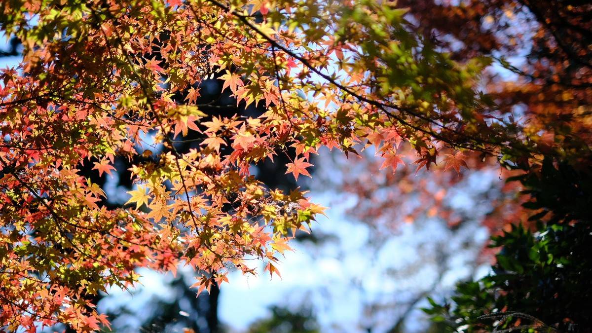 山でリフレッシュ♪自分らしく楽しむフォトと自然観察 晩秋の高尾山とムササビ観察【山ゆる時間】