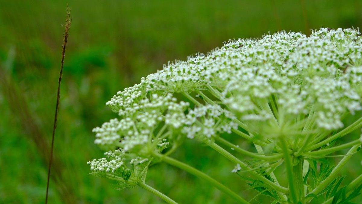 Close-up of white umbrella-shaped flowers (wild carrot family) in a green meadow the field behind blur