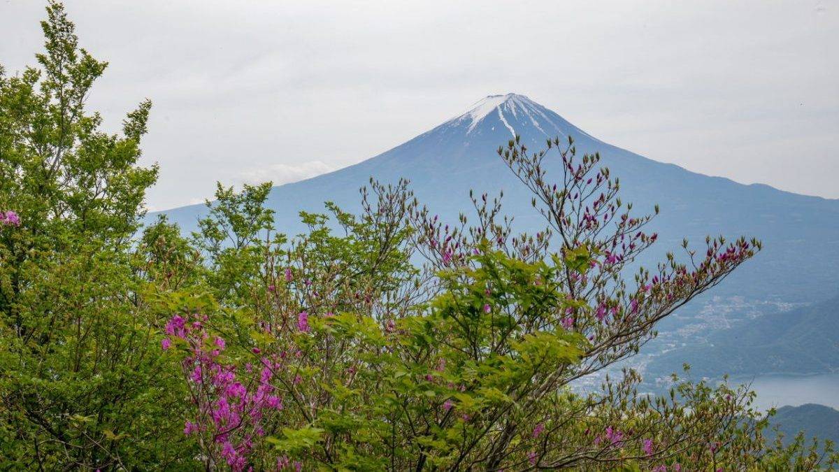 Snow-capped Mount Fuji rises behind pink flowering bushes and green trees in the foreground.