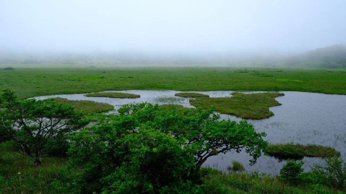 Foggy wetland scene with green grass, scattered ponds, and low shrubs in the foreground. A misty horizon hides distant hills.
