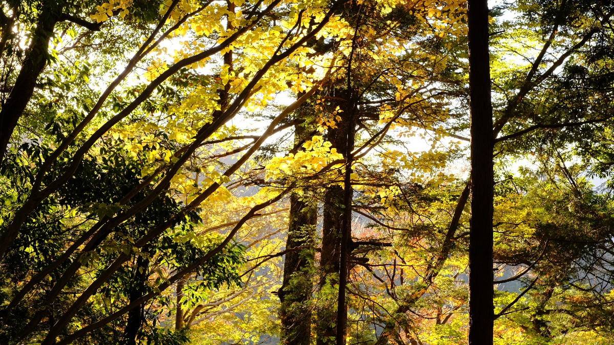 山でリフレッシュ♪自分らしく楽しむフォトと自然観察 晩秋の高尾山とムササビ観察【山ゆる時間】