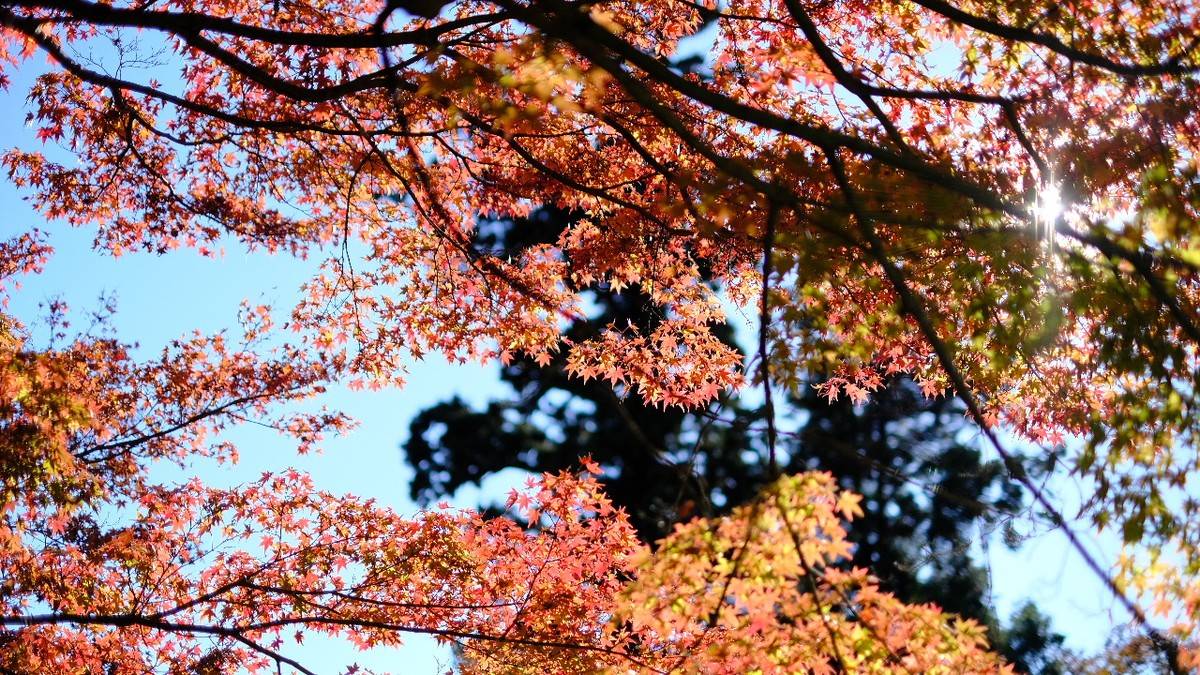 山でリフレッシュ♪自分らしく楽しむフォトと自然観察 晩秋の高尾山とムササビ観察【山ゆる時間】