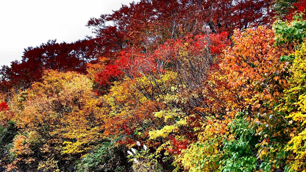 【山ゆる時間(やまゆるじかん)】 神の絨毯と紅葉の湿原へ|栗駒山・焼石岳 秋色の名峰を巡る2日間