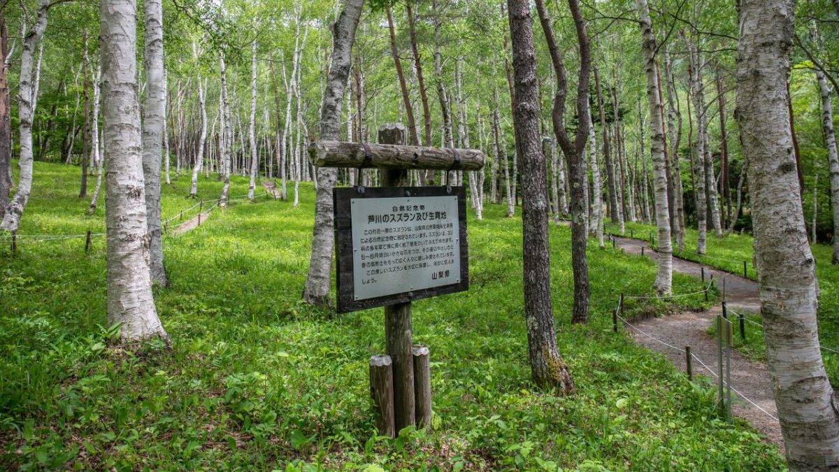 Wooden signboard in a birch forest with a gravel path winding through green undergrowth
