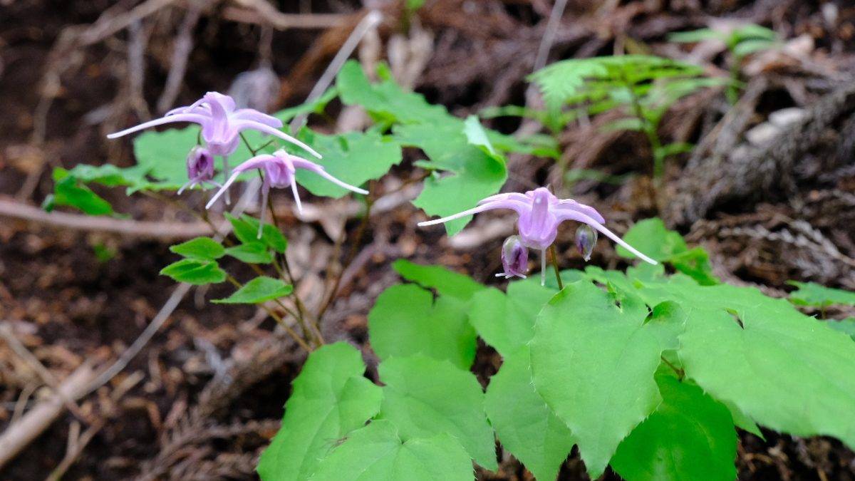 Purple columbine flowers with long spurred petals on delicate stems among bright green leaves in a woodland setting.