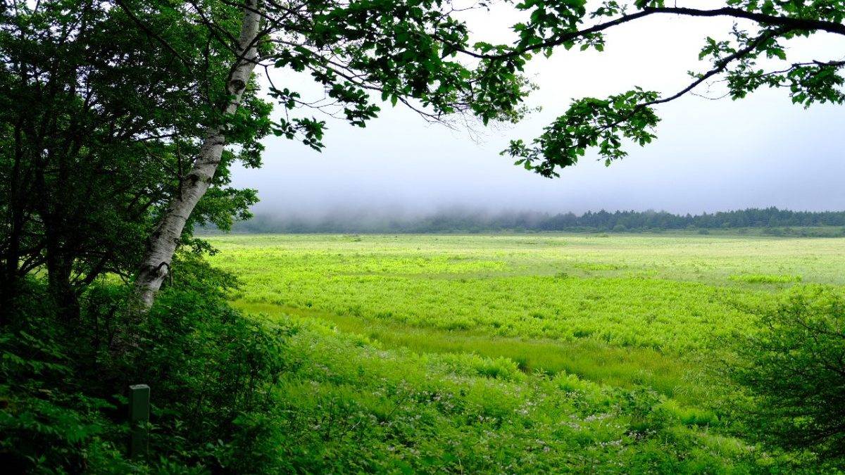 Mist rolls over a green meadow framed by trees on the left and a distant tree line in the background.
