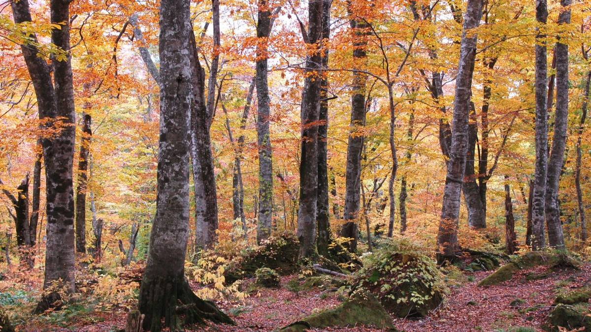 【山ゆる時間(やまゆるじかん)】 神の絨毯と紅葉の湿原へ|栗駒山・焼石岳 秋色の名峰を巡る2日間