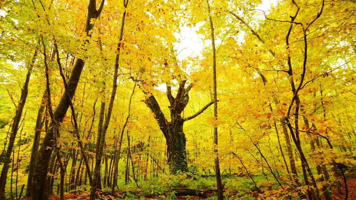 【山ゆる時間(やまゆるじかん)】 神の絨毯と紅葉の湿原へ|栗駒山・焼石岳 秋色の名峰を巡る2日間