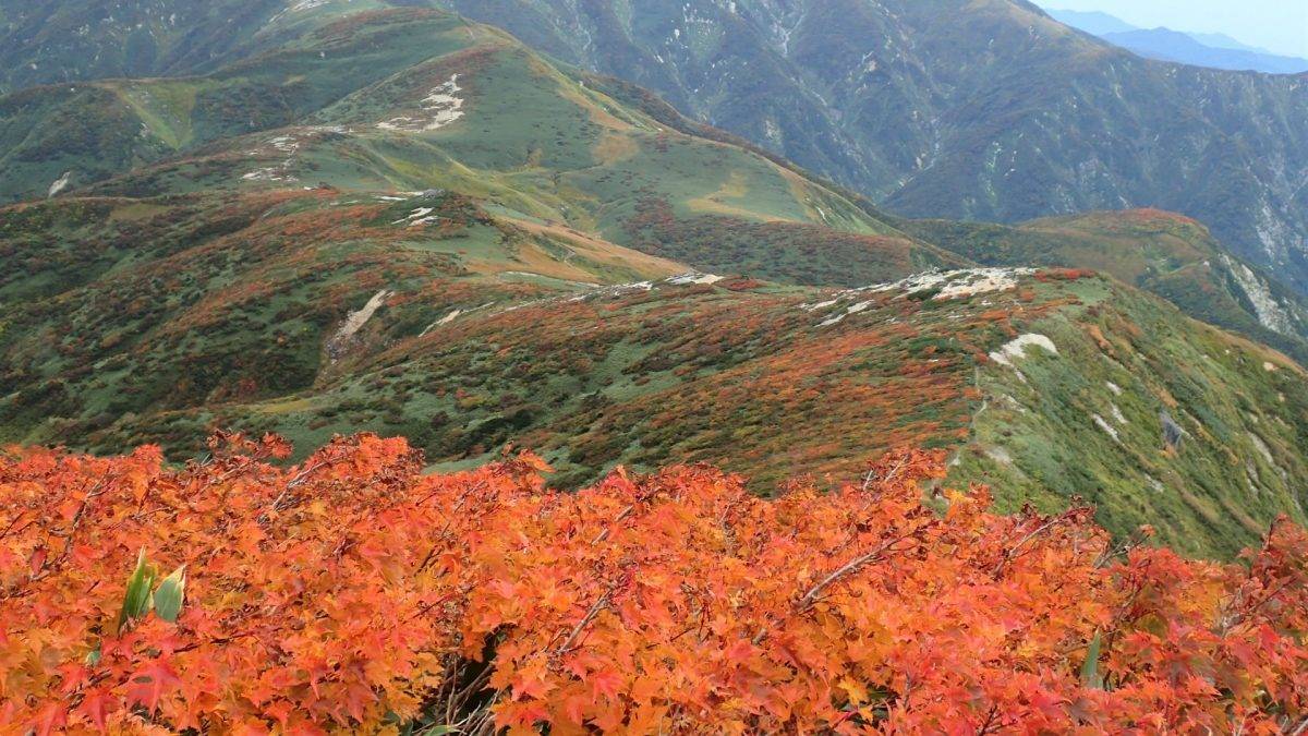 Autumn red foliage foreground frames a green mountain range under a pale blue sky, scenic alpine landscape.