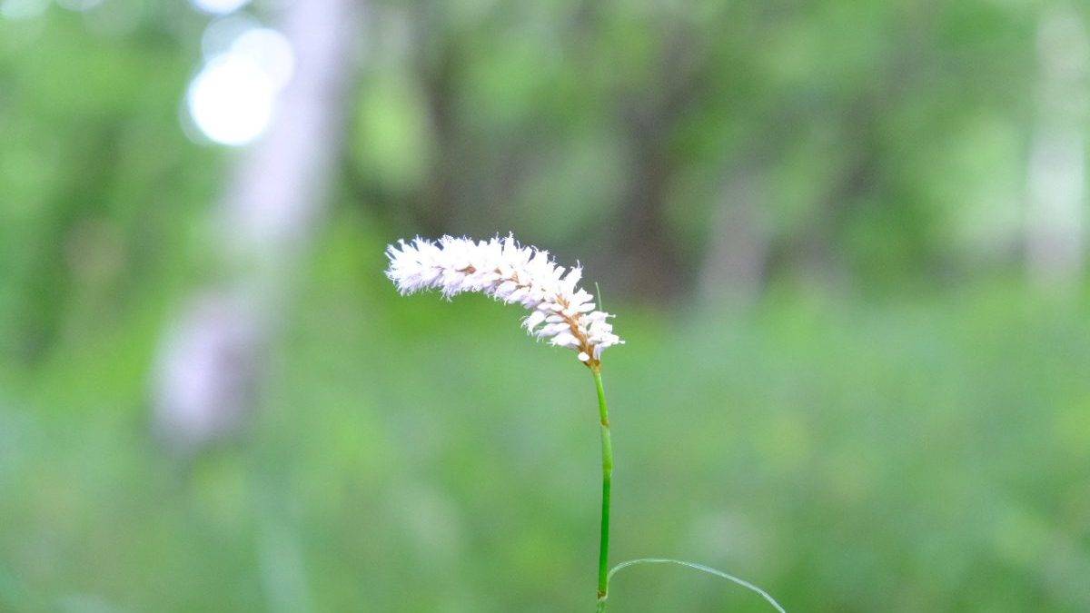 Close-up of a single white fluffy flower on a thin green stem with a blurred green background (bokeh).