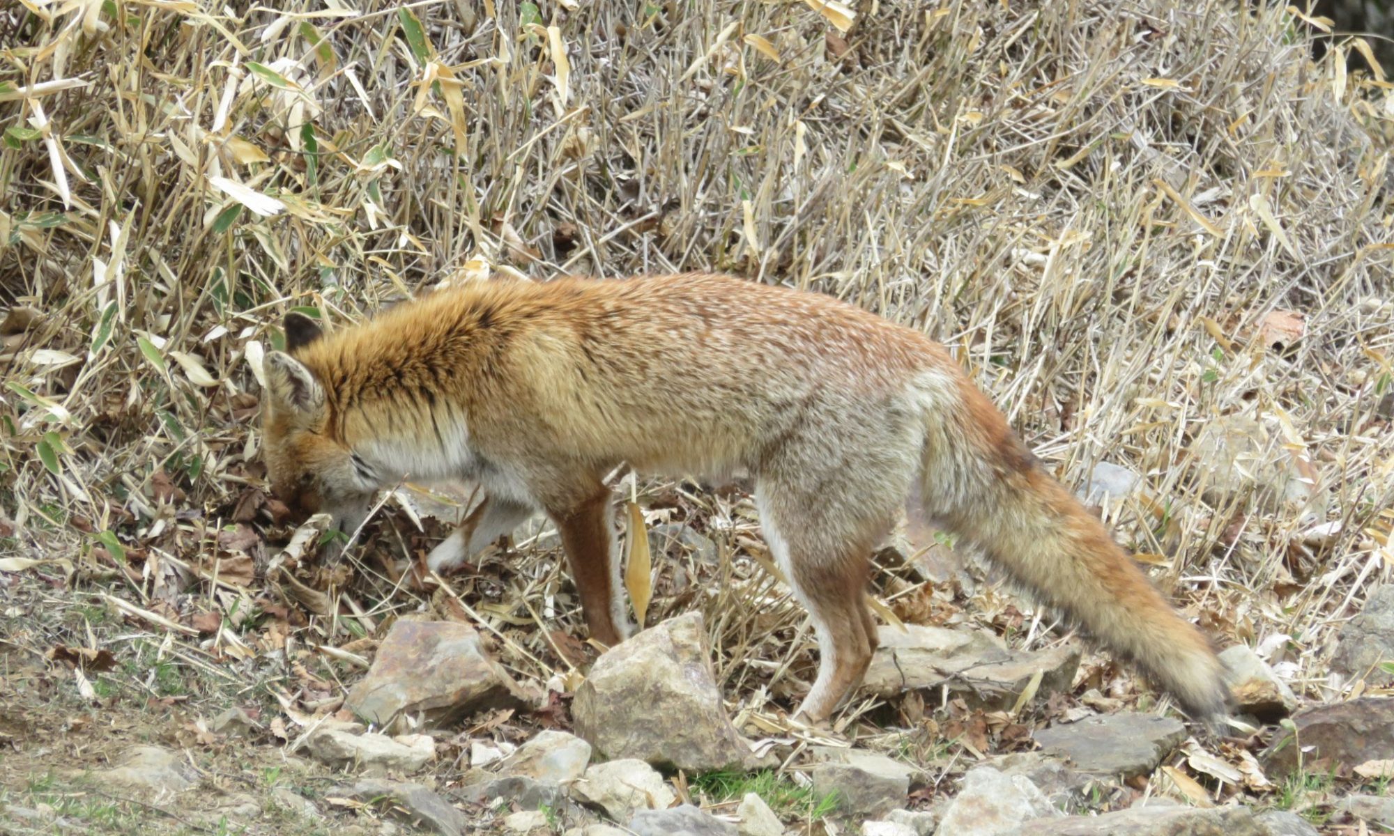 Gwに大菩薩で出逢った動物たち Funup Nature