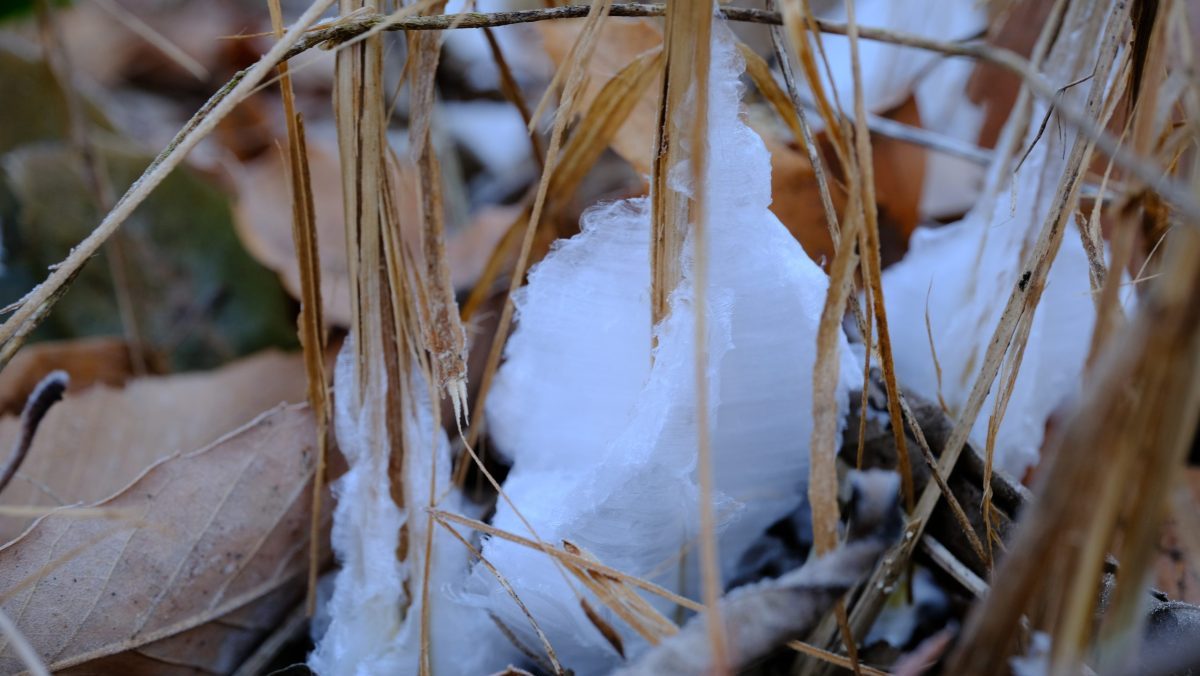 山ゆる時間】冬の高尾山 氷の華「シモバシラ」を探して | FUNUP Nature