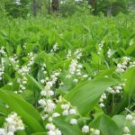 Field of lush green leaves with numerous white lily-of-the-valley blossoms.