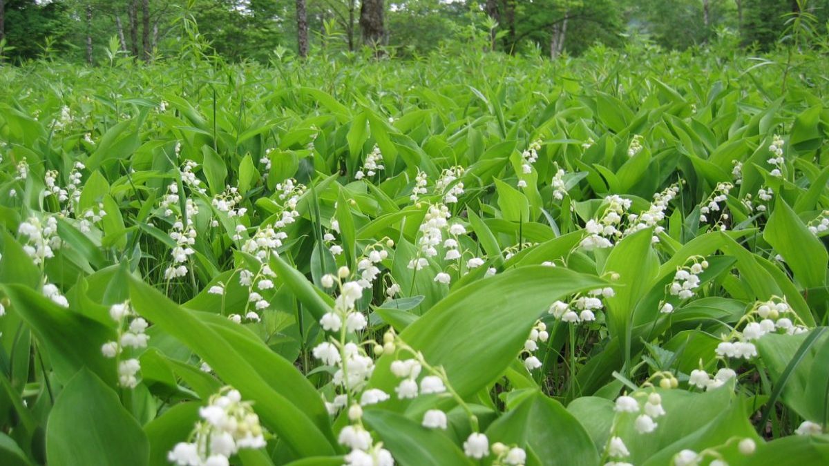 Field of lush green leaves with numerous white lily-of-the-valley blossoms.