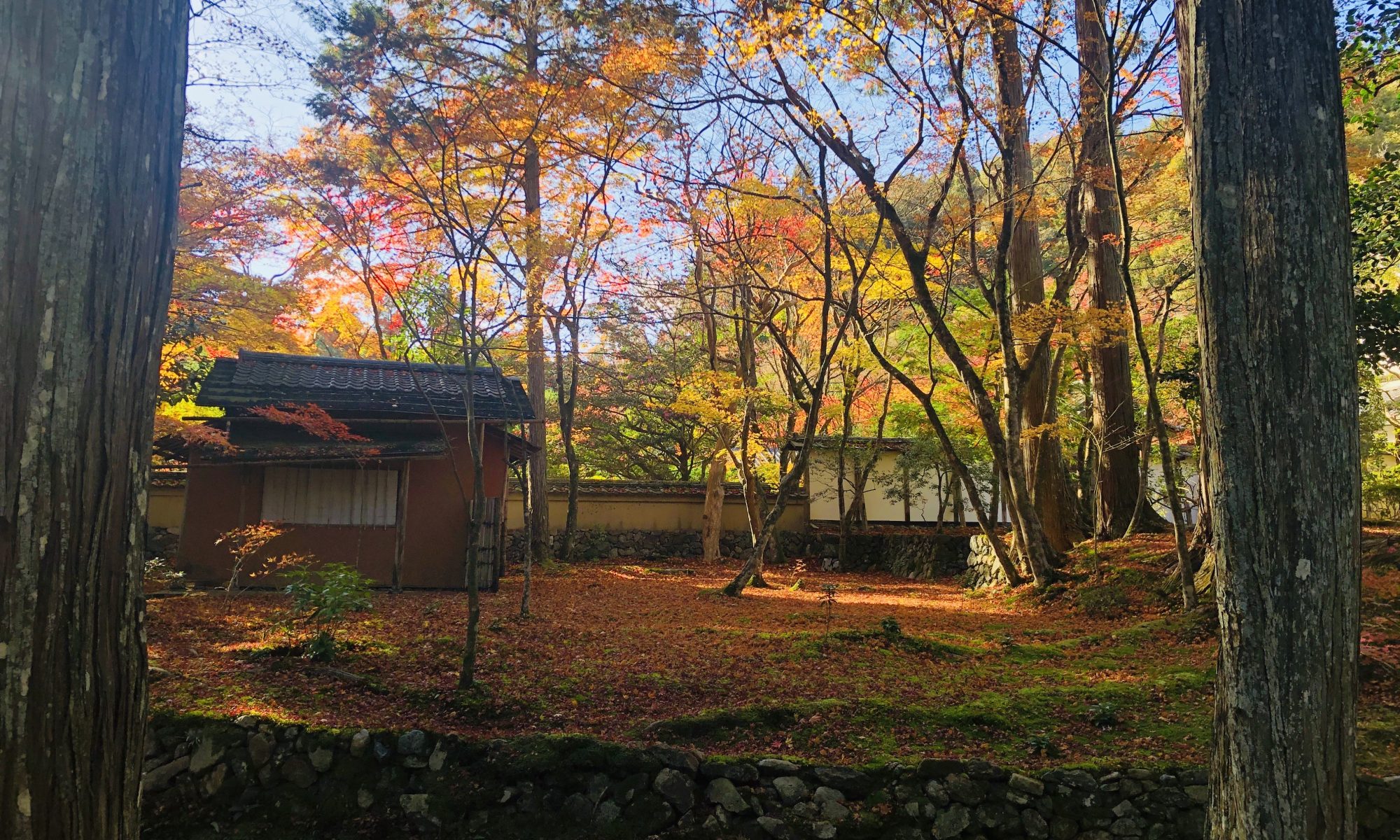 Autumn forest courtyard with colorful maple leaves, stone wall, and a traditional building visible through trees.