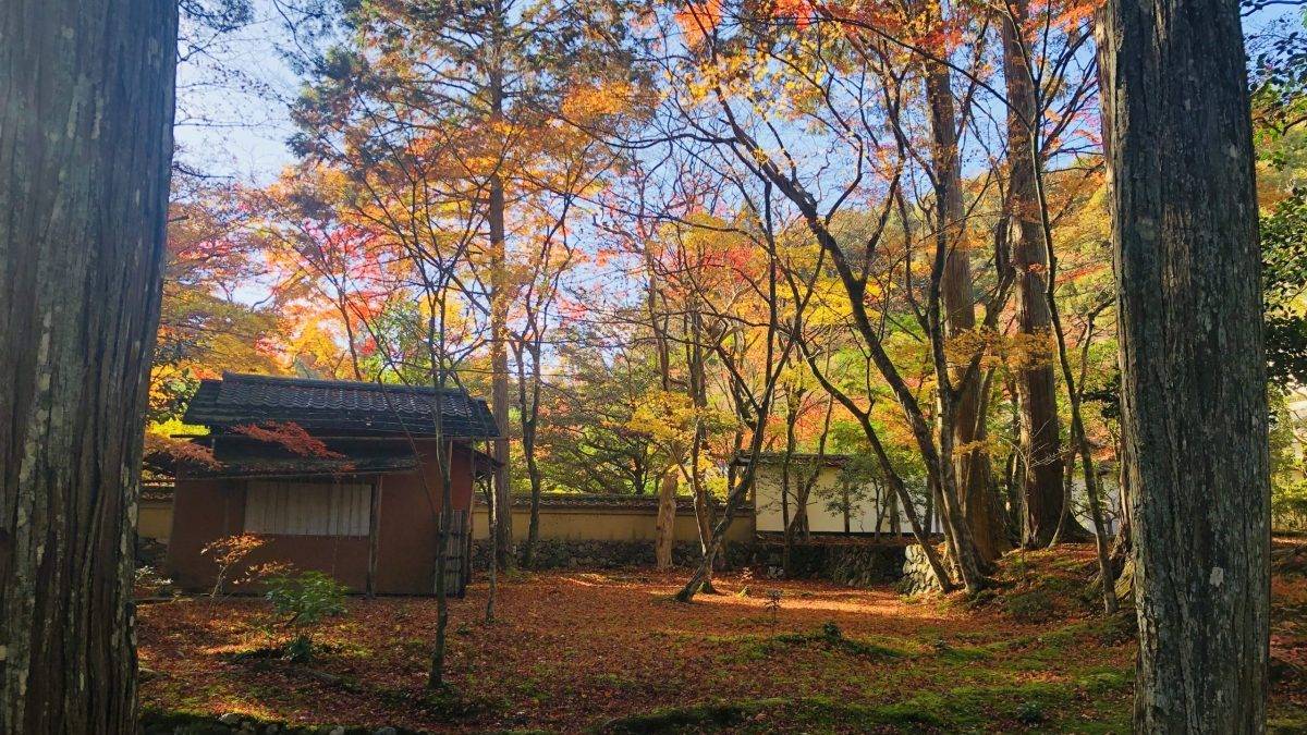 Autumn forest courtyard with colorful maple leaves, stone wall, and a traditional building visible through trees.