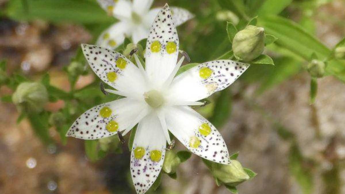 花咲く裏筑波へ｜アケボノソウと秋の山野草を楽しむ筑波山ゆるハイク【山ゆる時間】