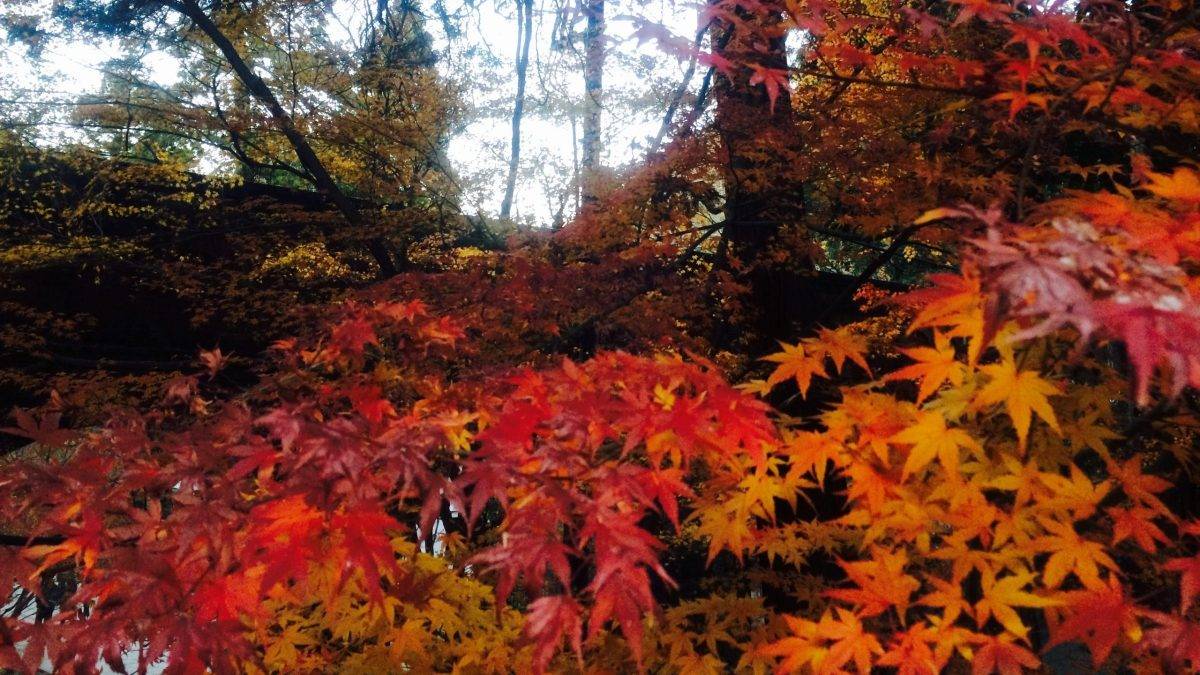 Vibrant autumn maple branches with red, orange, and yellow leaves.