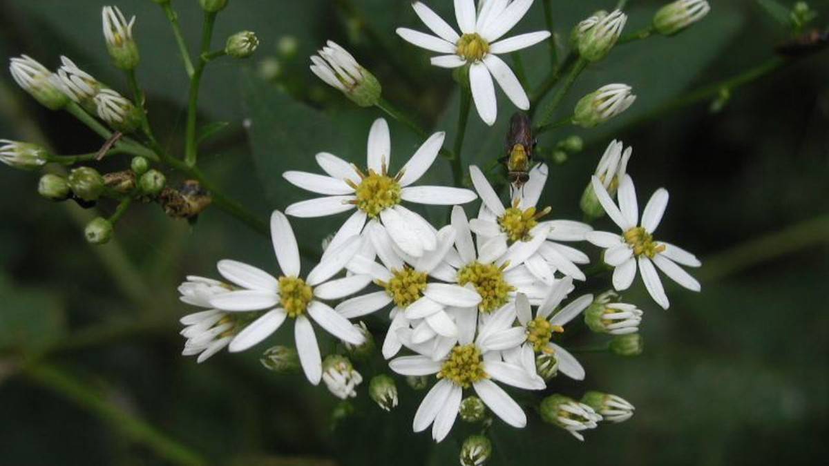 花咲く裏筑波へ｜アケボノソウと秋の山野草を楽しむ筑波山ゆるハイク【山ゆる時間】