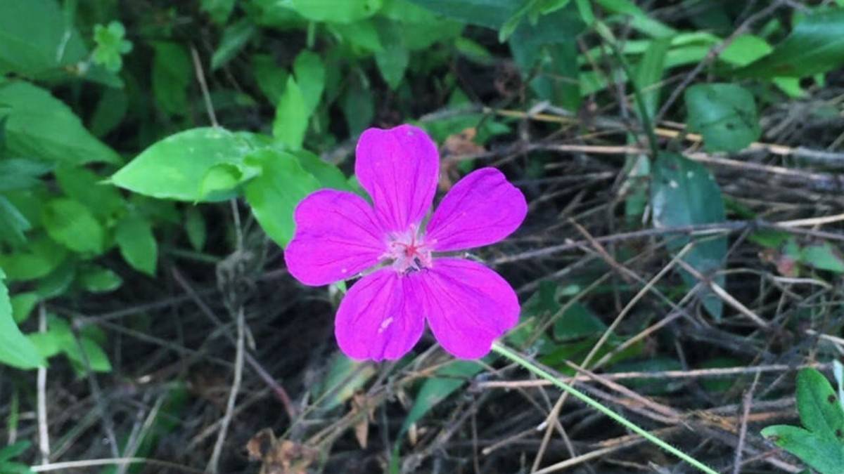 花咲く裏筑波へ｜アケボノソウと秋の山野草を楽しむ筑波山ゆるハイク【山ゆる時間】