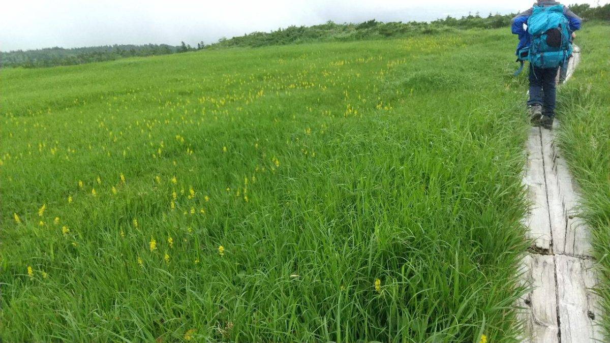 Hiker with blue backpack walking along a weathered wooden boardwalk through tall green grass and yellow flowers in a wide meadow.