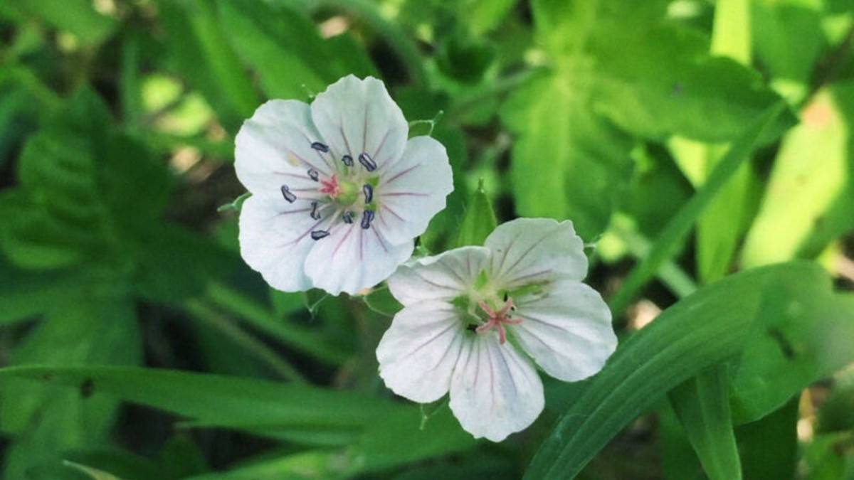 花咲く裏筑波へ｜アケボノソウと秋の山野草を楽しむ筑波山ゆるハイク【山ゆる時間】